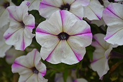 Crazytunia Maniac Lilac Petunia (Petunia 'Wespecramali') at Lakeshore Garden Centres