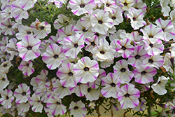 Crazytunia Maniac Lilac Petunia (Petunia 'Wespecramali') at Lakeshore Garden Centres