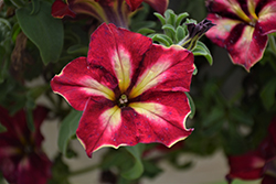 Crazytunia Mandeville Petunia (Petunia 'Crazytunia Mandeville') at Lakeshore Garden Centres