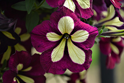 Crazytunia Frisky Purple Petunia (Petunia 'Crazytunia Frisky Purple') at Lakeshore Garden Centres