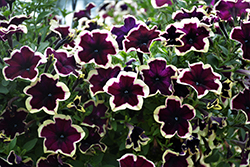 Crazytunia French Kiss Petunia (Petunia 'Crazytunia French Kiss') at Lakeshore Garden Centres