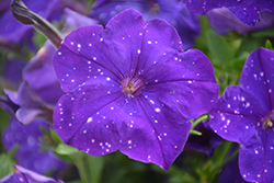 Constellation Virgo Petunia (Petunia 'Wespecovi') at Lakeshore Garden Centres