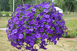 Constellation Virgo Petunia (Petunia 'Wespecovi') at Lakeshore Garden Centres