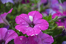 Constellation Gemini Petunia (Petunia 'Wespecoge') at Lakeshore Garden Centres