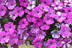 Constellation Gemini Petunia (Petunia 'Wespecoge') at Lakeshore Garden Centres
