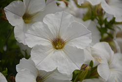 Sanguna White Vein Petunia (Petunia 'Sanguna White Vein') at Lakeshore Garden Centres