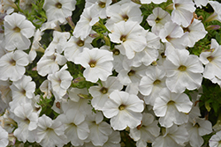 Sanguna White Vein Petunia (Petunia 'Sanguna White Vein') at Lakeshore Garden Centres
