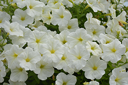 Sanguna White Pearl Petunia (Petunia 'Sanguna White Pearl') at Lakeshore Garden Centres