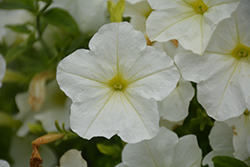 Sanguna White Pearl Petunia (Petunia 'Sanguna White Pearl') at Lakeshore Garden Centres