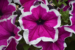 Sanguna Picotee Punch Petunia (Petunia 'Sanguna Picotee Punch') at Lakeshore Garden Centres