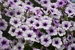 Sanguna Patio Blue Vein Petunia (Petunia 'Sanguna Patio Blue Vein') at Lakeshore Garden Centres