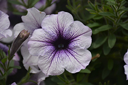 Sanguna Patio Blue Vein Petunia (Petunia 'Sanguna Patio Blue Vein') at Lakeshore Garden Centres