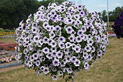 Sanguna Blue Vein Petunia (Petunia 'Sanguna Blue Vein') at Lakeshore Garden Centres