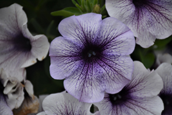 Sanguna Blue Vein Petunia (Petunia 'Sanguna Blue Vein') at Lakeshore Garden Centres