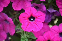 Dekko Purple Petunia (Petunia 'Dekko Purple') at Lakeshore Garden Centres