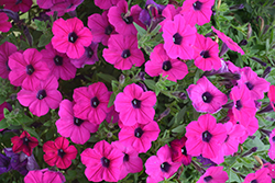 Dekko Purple Petunia (Petunia 'Dekko Purple') at Lakeshore Garden Centres