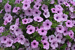 Dekko Lavender Eye Petunia (Petunia 'Dekko Lavender Eye') at Lakeshore Garden Centres