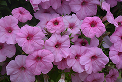 ColorWorks Pink Radiance Petunia (Petunia 'ColorWorks Pink Radiance') at Lakeshore Garden Centres