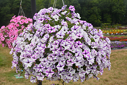 ColorWorks Blue Star Petunia (Petunia 'ColorWorks Blue Star') at Lakeshore Garden Centres