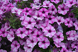 ColorWorks Rose Star Petunia (Petunia 'ColorWorks Rose Star') at Lakeshore Garden Centres