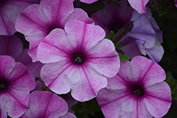 ColorWorks Rose Star Petunia (Petunia 'ColorWorks Rose Star') at Lakeshore Garden Centres