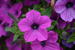 Dekko Deep Lavender Vein Petunia (Petunia 'Dekko Deep Lavender Vein') at Lakeshore Garden Centres
