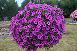 Dekko Deep Lavender Vein Petunia (Petunia 'Dekko Deep Lavender Vein') at Lakeshore Garden Centres