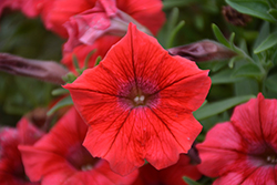 Dekko Red Petunia (Petunia 'Dekko Red') at Lakeshore Garden Centres