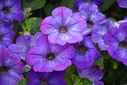 Sanguna Atomic Blue Petunia (Petunia 'Sanguna Atomic Blue') at Lakeshore Garden Centres