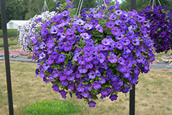 Sanguna Atomic Blue Petunia (Petunia 'Sanguna Atomic Blue') at Lakeshore Garden Centres
