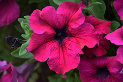 Sanguna Mega Purple Petunia (Petunia 'Sanguna Mega Purple') at Lakeshore Garden Centres