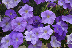 Sanguna Patio Light Blue Petunia (Petunia 'Sanguna Patio Light Blue') at Lakeshore Garden Centres