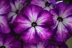 Sanguna Radiant Blue Petunia (Petunia 'Sanguna Radiant Blue') at Lakeshore Garden Centres