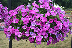 Constellation Aries Petunia (Petunia 'Wespecoar') at Lakeshore Garden Centres