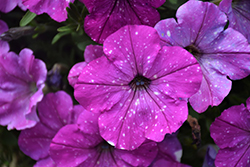 Constellation Aries Petunia (Petunia 'Wespecoar') at Lakeshore Garden Centres