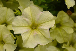 Crazytunia Bitter Lemon Petunia (Petunia 'Crazytunia Bitter Lemon') at Lakeshore Garden Centres