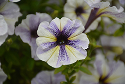 Crazytunia Cloud 9 Petunia (Petunia 'Wespecraclou') at Lakeshore Garden Centres