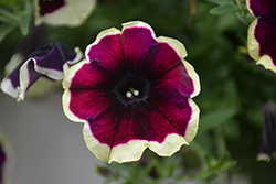 Crazytunia Good Night Kisses Petunia (Petunia 'Wespecragonik') at Lakeshore Garden Centres