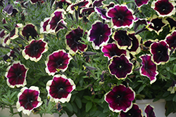Crazytunia Good Night Kisses Petunia (Petunia 'Wespecragonik') at Lakeshore Garden Centres