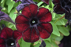 Crazytunia Mahogany Queen Petunia (Petunia 'Crazytunia Mahogany Queen') at Lakeshore Garden Centres