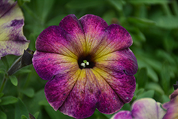 Crazytunia Moonstruck Petunia (Petunia 'Crazytunia Moonstruck') at Lakeshore Garden Centres