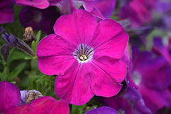 Crazytunia Purple Prince Petunia (Petunia 'Wespecrapupri') at Lakeshore Garden Centres