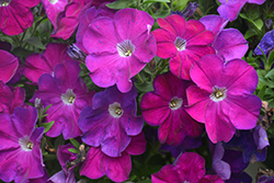 Crazytunia Purple Prince Petunia (Petunia 'Wespecrapupri') at Lakeshore Garden Centres