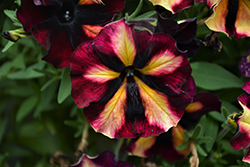 Crazytunia Sugar Beet Petunia (Petunia 'Wespecrasube') at Lakeshore Garden Centres