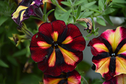 Crazytunia Sugar Beet Petunia (Petunia 'Wespecrasube') at Lakeshore Garden Centres