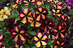Crazytunia Sugar Beet Petunia (Petunia 'Wespecrasube') at Lakeshore Garden Centres
