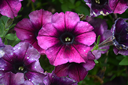 Crazytunia Twilight Red Petunia (Petunia 'Wespecratwiro') at Lakeshore Garden Centres