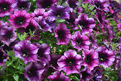 Crazytunia Twilight Red Petunia (Petunia 'Wespecratwiro') at Lakeshore Garden Centres