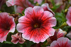 Perfectunia Amarena Petunia (Petunia 'Wespebiam') at Lakeshore Garden Centres