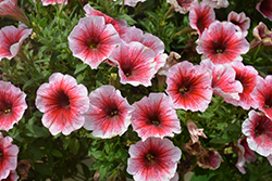 Perfectunia Amarena Petunia (Petunia 'Wespebiam') at Lakeshore Garden Centres